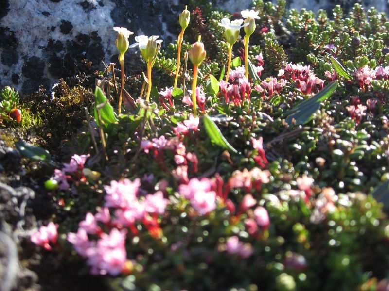 2008-06-24_mette_rumle_blomster_031