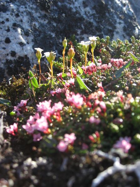 2008-06-24_mette_rumle_blomster_032