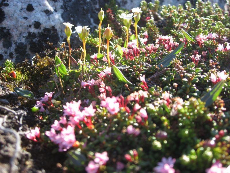 2008-06-24_mette_rumle_blomster_033