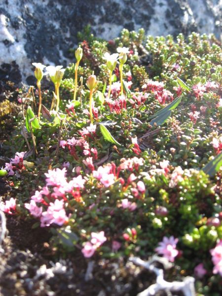 2008-06-24_mette_rumle_blomster_034