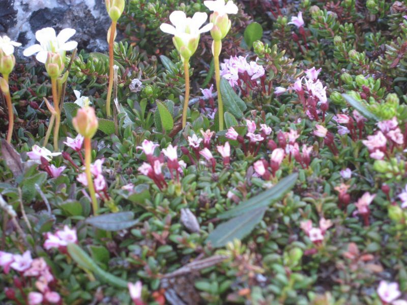 2008-06-24_mette_rumle_blomster_043