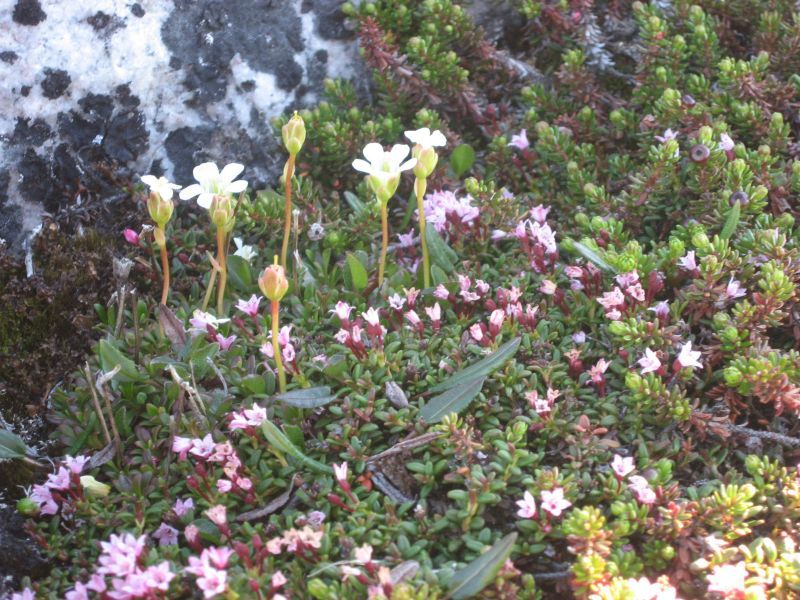 2008-06-24_mette_rumle_blomster_045