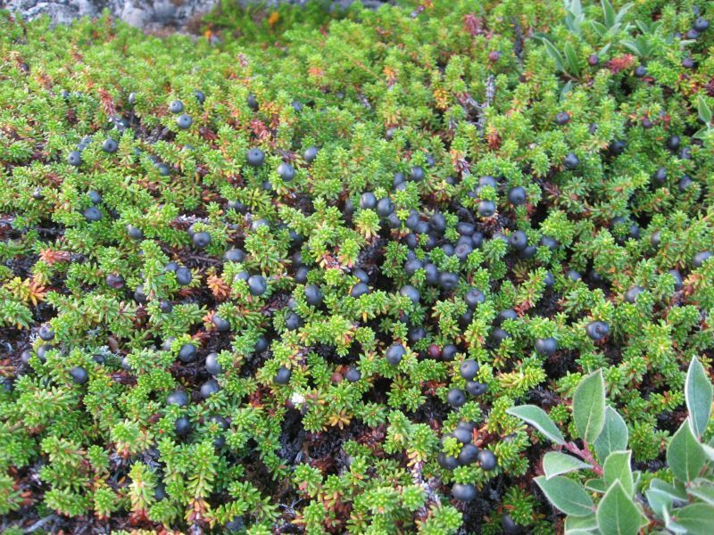 2008-07-31_moskusjagt_alu_soeren_001