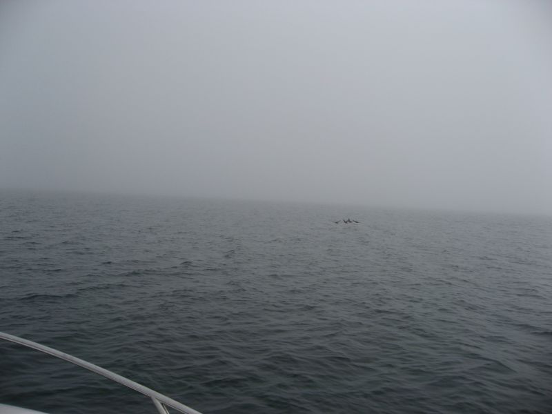 2008-07-31_moskusjagt_alu_soeren_009