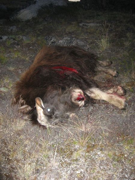 2008-07-31_moskusjagt_alu_soeren_060