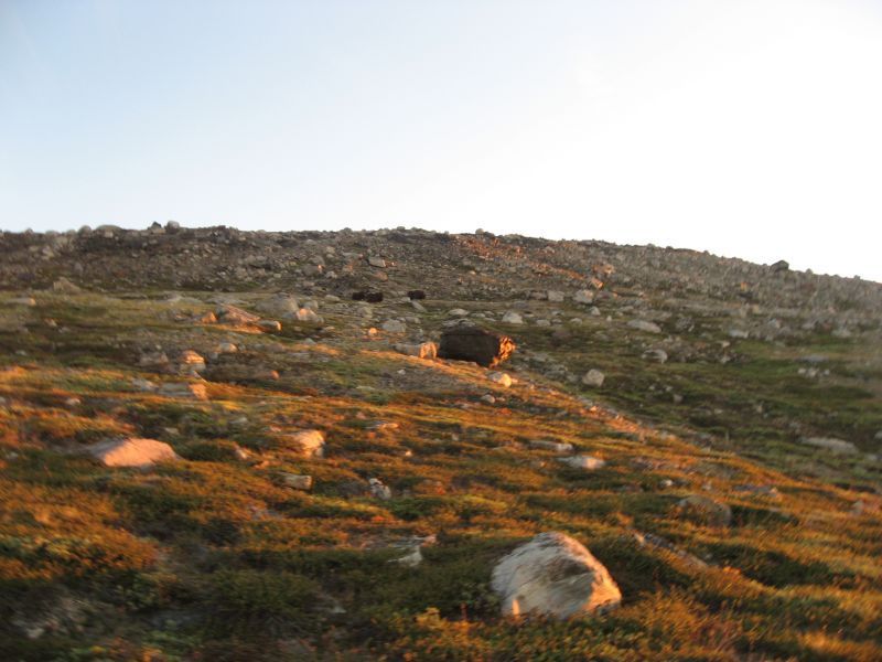 2008-07-31_moskusjagt_alu_soeren_067