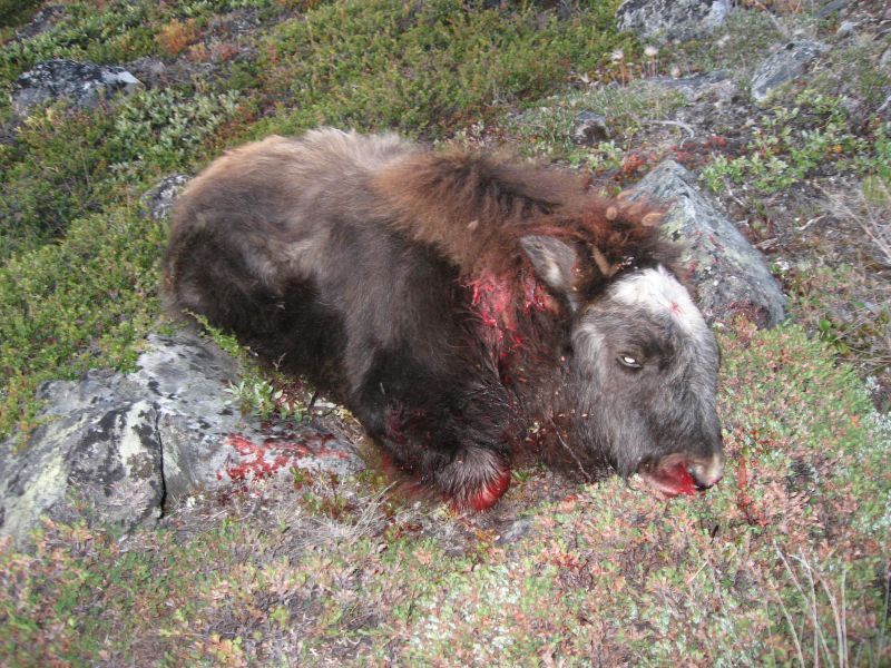 2008-07-31_moskusjagt_alu_soeren_071