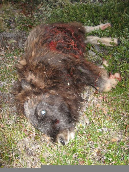 2008-07-31_moskusjagt_alu_soeren_072