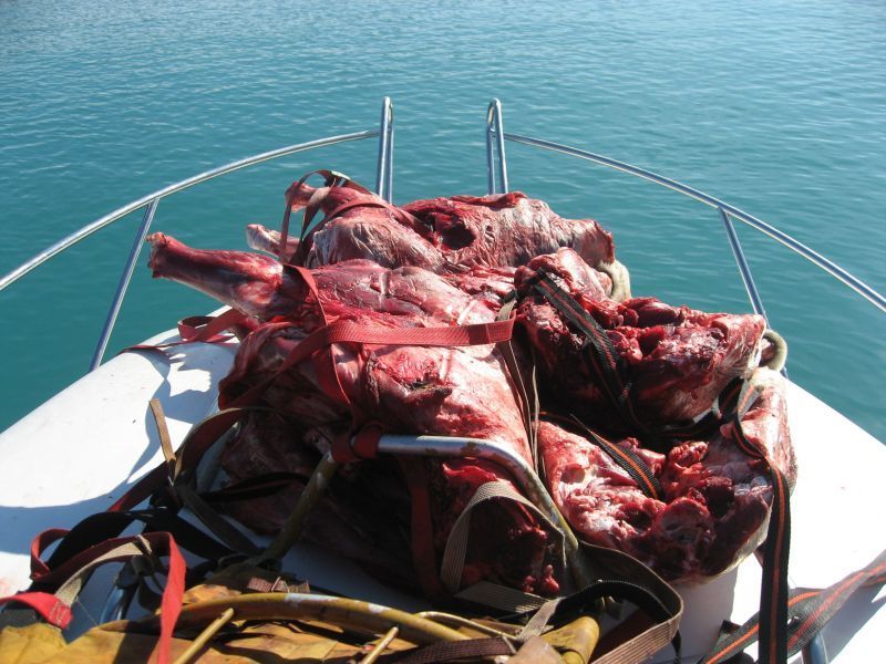 2008-07-31_moskusjagt_alu_soeren_079