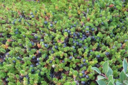 2008-07-31_moskusjagt_alu_soeren_001