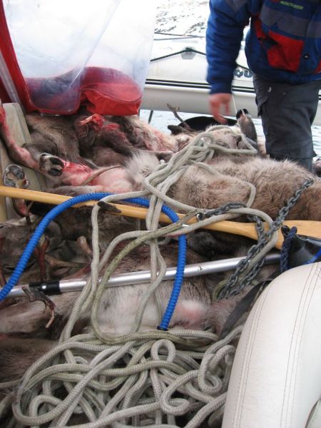 2008-10-26_resndyrjagt_jesper_soeren_005