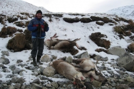 2008-10-26_resndyrjagt_jesper_soeren_001