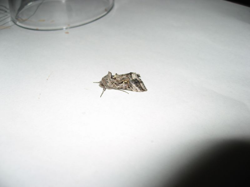 2008-11-28_natsvaermer_009