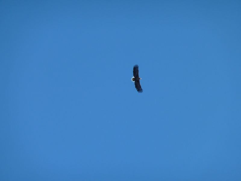 2011-02-20-1428_havoern_3
