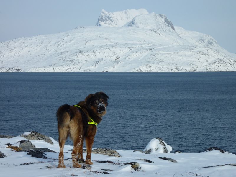 2011-03-11-1324_djanco_sermitsiaq_3