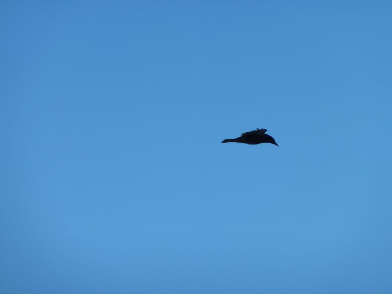 2011-04-01-1257_ravn