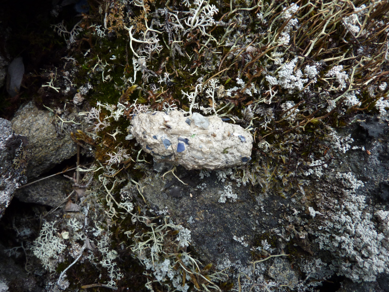 2011-05-27-1215_gylp