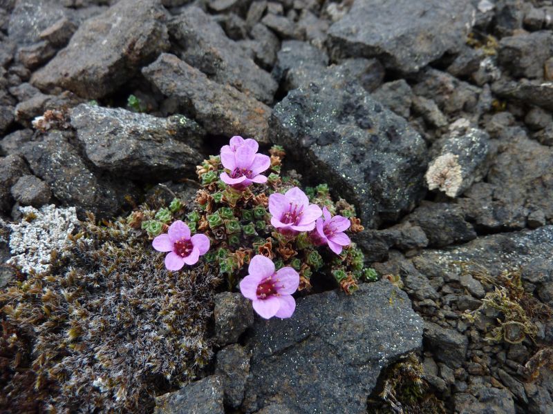 2011-06-08-1238_vegetation