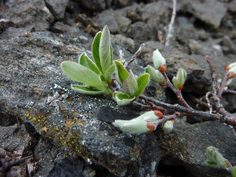 2011-06-08-1239_birk_vegetation