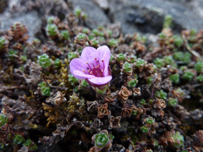 2011-06-08-1239_vegetation