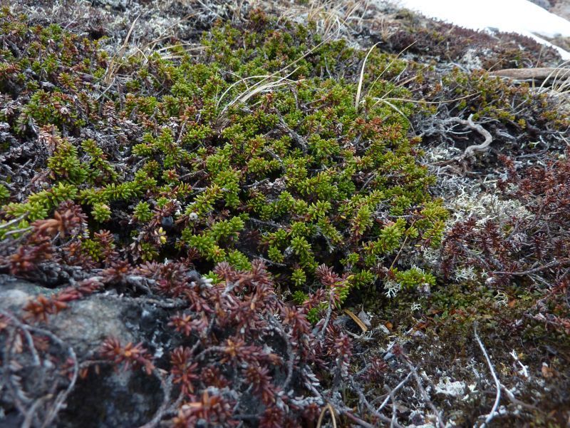 2011-06-08-1250_sortebaerlyng_vegetation