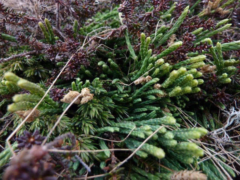 2011-06-08-1250_ulvefod_vegetation