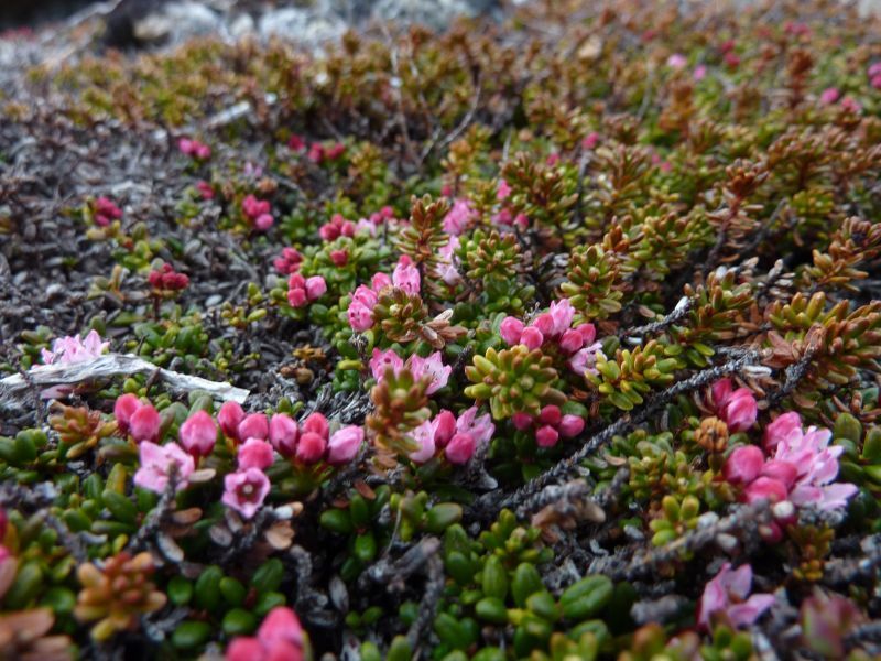 2011-06-08-1252_vegetation