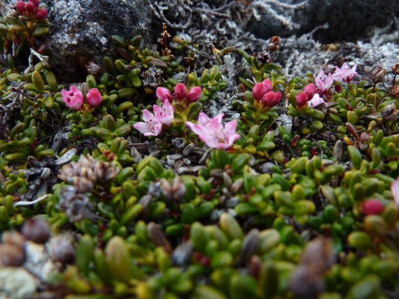 2011-06-08-1252_vegetation_3