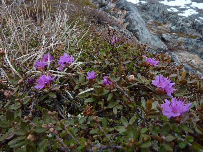 2011-06-08-1256_vegetation