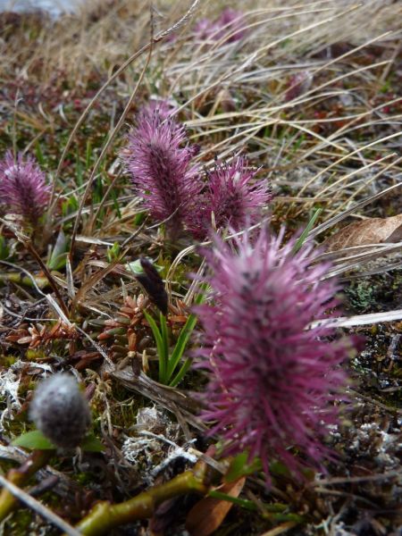 2011-06-09-1324_vegetation