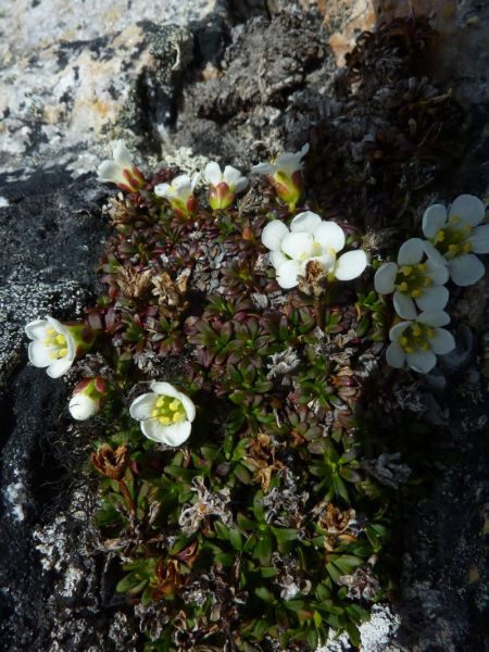 2011-06-10-1104_vegetation