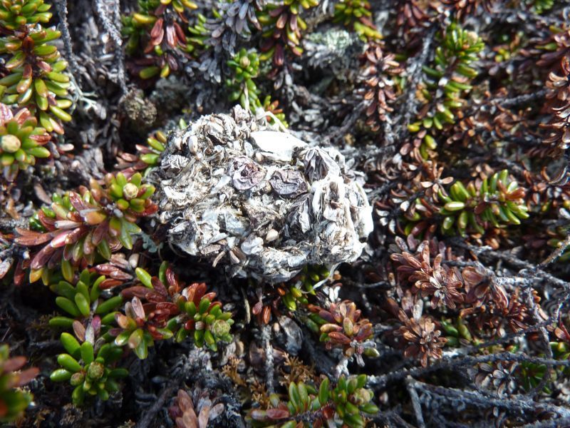 2011-06-14-1317_gylp