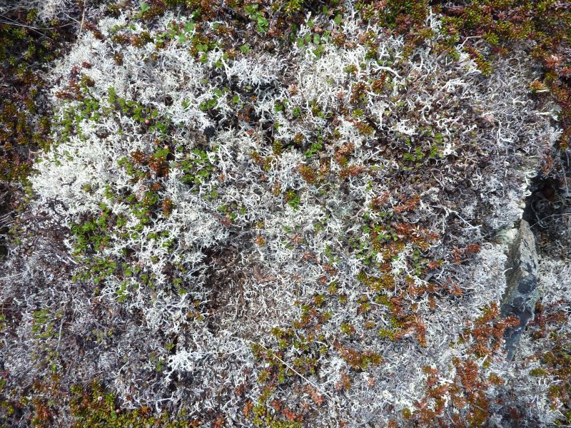 2011-06-14-1321_vegetation