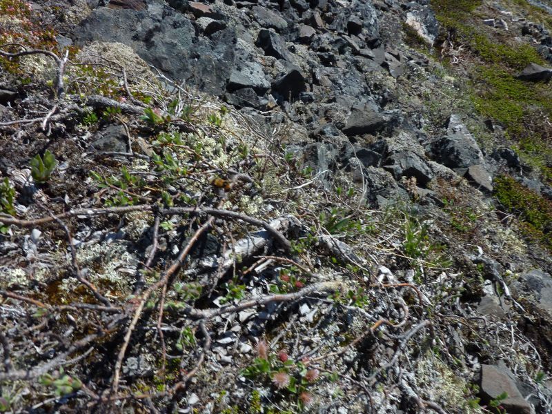 2011-06-16-1307_humlebi_vegetation