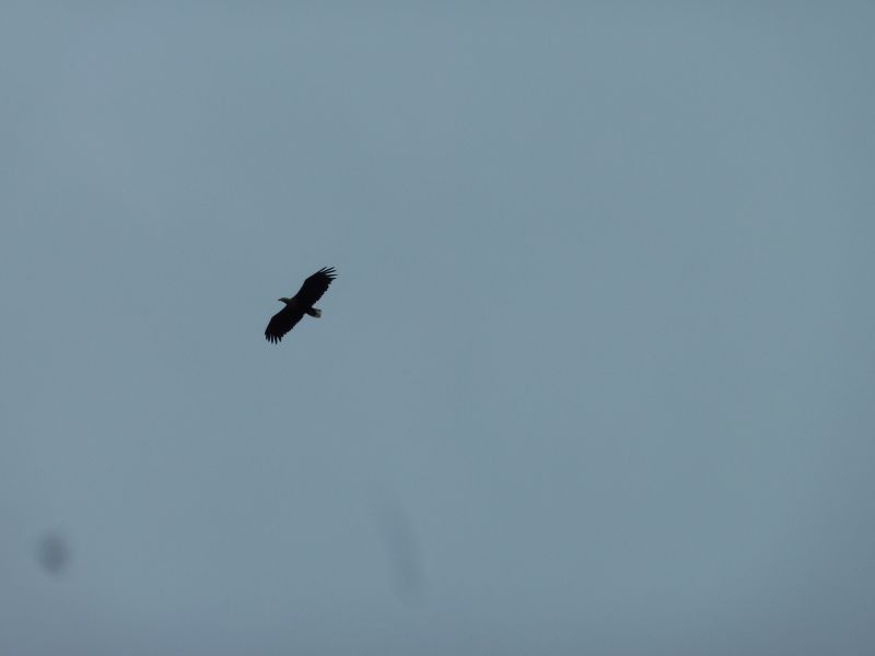2011-06-19-1442_havoern
