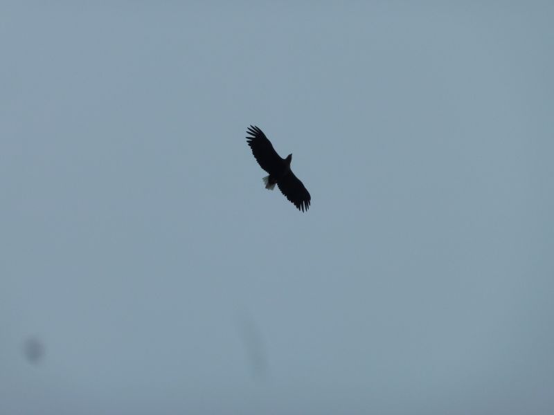2011-06-19-1526_havoern
