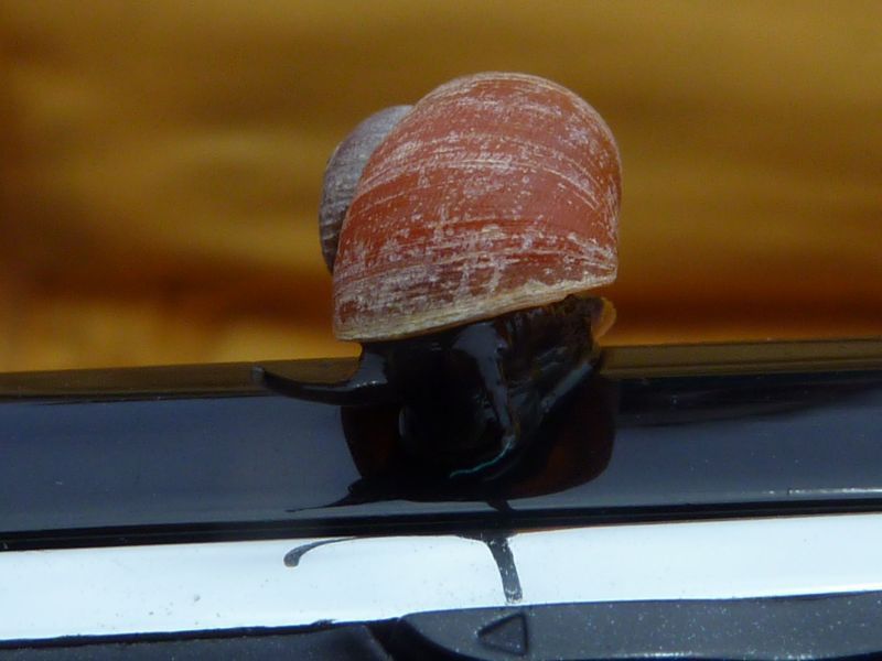 2011-06-19-1637_snegl