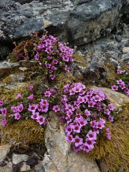 2011-06-25-1313_vegetation