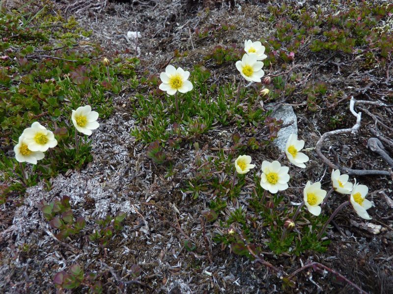 2011-06-25-1406_vegetation