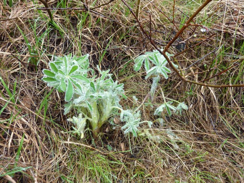 2011-06-27-1300_vegetation