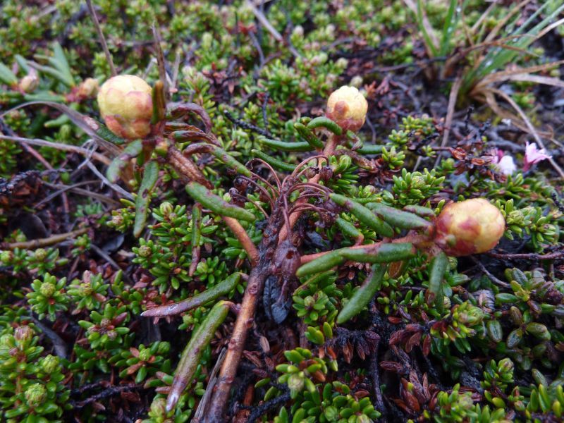 2011-06-27-1307_vegetation