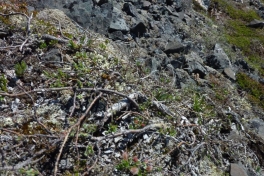 2011-06-16-1307_humlebi_vegetation