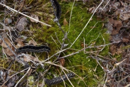 2011-06-19-1522_larve