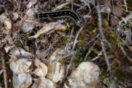 2011-06-19-1522_larve_2