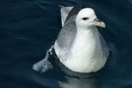 2011-06-21-1535_maage_2