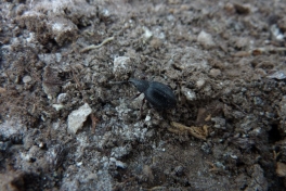 2011-07-09-1506_-_bille_2