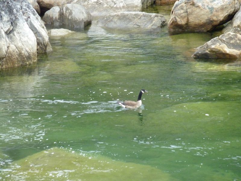 2011-07-21-0842_-_gaas