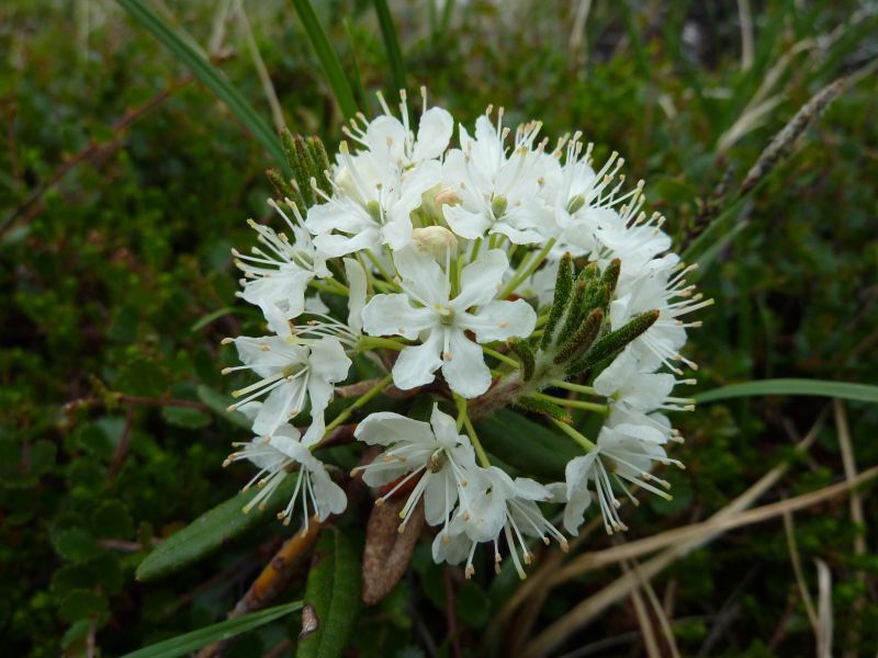 2011-07-21-1109_-_qajaasat_vegetation