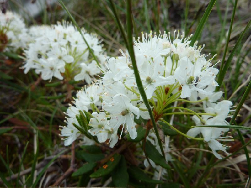 2011-07-21-1109_-_qajaasat_vegetation_2