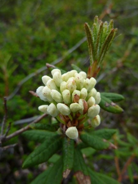 2011-07-21-1111_-_qajaasat_vegetation